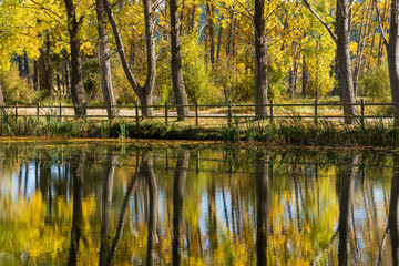 Poplar trees with yellow faded leaves, against the background forest lake. Autum scenery in the country of Teruel Aragon Spain