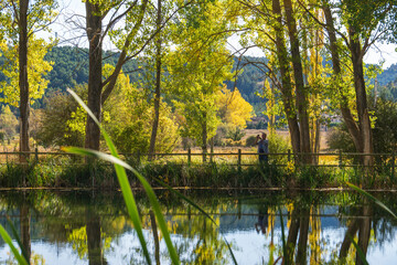 Poplar trees with yellow faded leaves, against the background forest lake. Autum scenery in the country of Teruel Aragon Spain