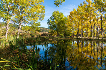 Poplar trees with yellow faded leaves, against the background forest lake. Autum scenery in the country of Teruel Aragon Spain