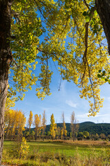 Poplar trees with yellow faded leaves, against the background forest lake. Autum scenery in the country of Teruel Aragon Spain