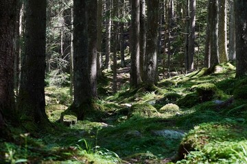 Fototapete bei efototapeten.de bestellen   