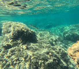 The new Tabarca island opposite Santa Pola Alicante province Spain the marine reserve underwater view
