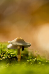 Makroaufnahmen von Pilzen im herbstlichen Pfälzerwald