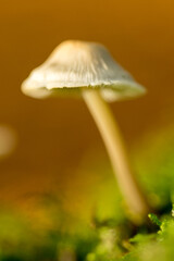 Makroaufnahmen von Pilzen im herbstlichen Pfälzerwald