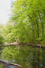Obraz premium river in the forest