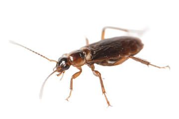 Close-up of a brown cockroach with visible antennae and legs on a white background.