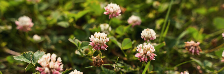 Close-up of blooming white and pink clover flowers in lush green grass.