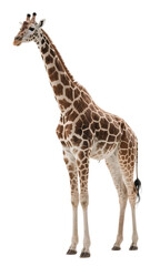 Obraz premium A tall giraffe with unique brown and white patterns is standing alone, showcasing its distinctive features.