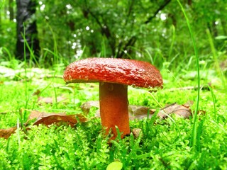 Lactarius volemus is an edible brown mushroom that exudes white milky latex when cut and has a squid-like odor when fresh. Photographed in Korea.