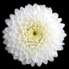Exquisite, close-up of a perfectly bloomed white Chrysanthemum