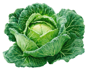 Fresh head of cabbage