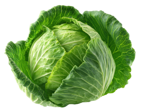 Close-up of a fresh green head of cabbage (1)