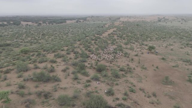Aerial shot of a group of white sheep grazing in the Thar Desert near Khuri, Jaisalmer, Rajasthan, on a monsoon morning, surrounded by moist golden sand and sparse green desert vegetation.