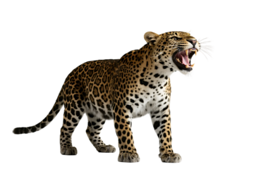 A powerful leopard with an open mouth, displaying sharp teeth, showcasing its wild and predatory nature.