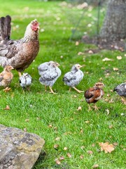 Young chickens roam on lush green grass near a tree and stone wall, showcasing a peaceful rural farm setting. The chicks, a mix of brown and speckled feathers, explore freely in natural surroundings.