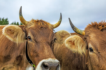 K&uuml;he - Allg&auml;u - lustig - Gaudi - Braunvieh