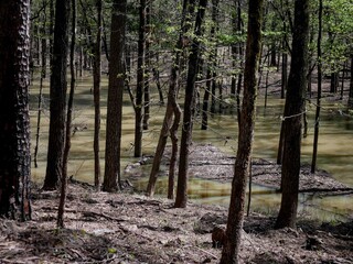 Obraz premium Flooded trees in Ozark National Forest in spring time in Brock Creek