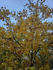 Autumn leaves in the sky