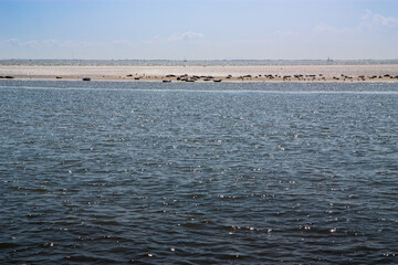 A wide view of the Wadden Sea near Texel with a sandy bank in the distance where a colony of seals are resting under a hazy sky.