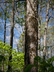 Fototapeta premium Mossy water tupelo tree in Appalachian forest in north Georgia USA