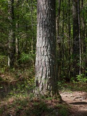 Loblolly pine in Appalachian forest in north Georgia USA