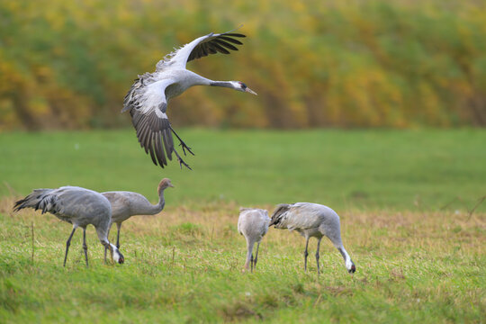 grauer kranich grus grey crane