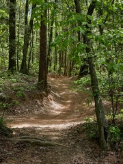 Forested ATV trail in Chattahoochee National forest in northern Georgia in Houston Valley ORV area in spring