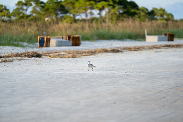 Small bird walks along a sandy beach near wooden crates during the early morning hours