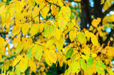 Rich yellow autumn tree leaves close up with contrasting dark branches