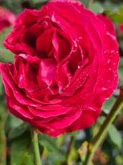 Red rose with water drops.