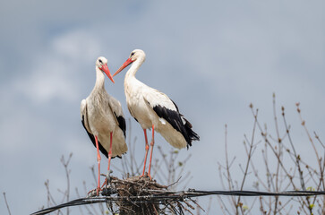 Two Storks Nesting on Electricity Pole Against a Cloudy Sky View