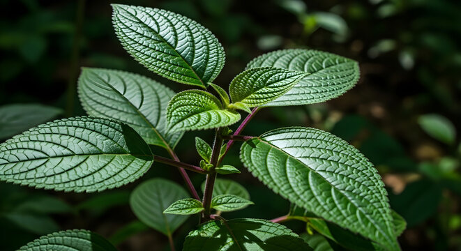 Medicinal Herb Daun Dewa with Green Leaves