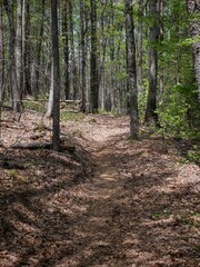 Leaf covered ATV trail in Chattahoochee National Forest in north Georgia in spring