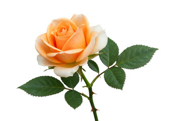 Peach rose isolated PNG on transparent background, delicate flower with green leaves and thorns for wedding invitations and floral designs