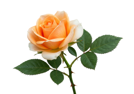 Peach rose isolated PNG on transparent background, delicate flower with green leaves and thorns for wedding invitations and floral designs
