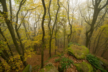 Felsenmeer auf der Kalmit mit Sandsteinfelsen im Nebel im herbstlichen Pfälzerwald