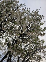 Cherry blossom in spring.