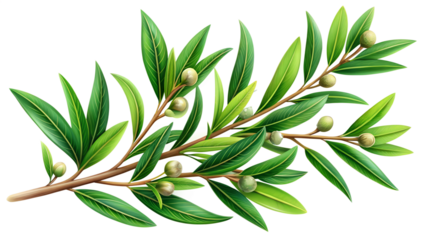 Olive branch with green leaves and small olives isolated on transparent background, vector illustration