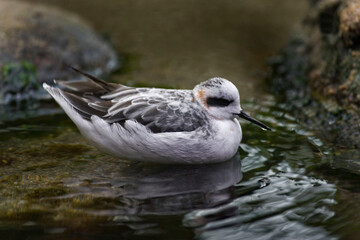 Red-necked Phalarope, Phalaropus lobatus, resting on water