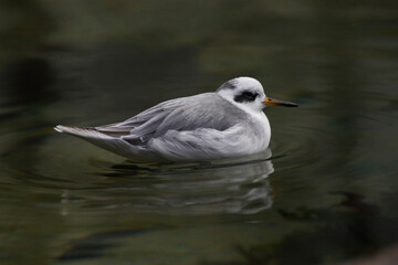 Red Phalarope, Phalaropus fulicarius, resting on water