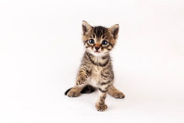 Little tabby kitten on a white background