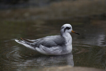 View of Red Phalarope, Phalaropus fulicarius, resting in shallow water