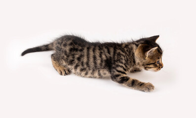 Little tabby kitten on a white background