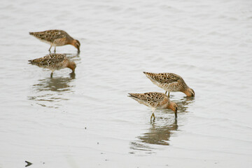 Group of Short-billed Dowitchers, Limnodromus griseus, feeding