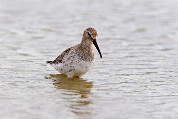 Stilt Sandpiper, Calidris himantopus, close up