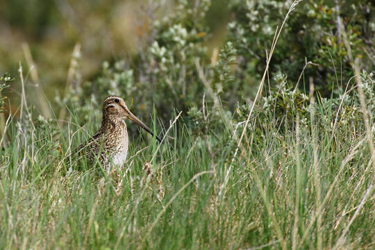 South American Snipe, Gallinago paraguaiae, hiding in grass