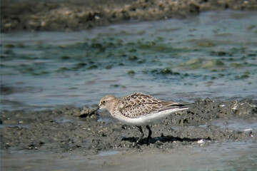 Baird's Sandpiper, Calidris bairdii, by the water