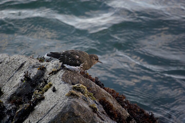 Black Turnstone, Arenaria melanocephala, on rocks
