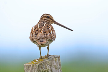 Common Snipe, Gallinago gallinago, close up