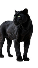 A black panther with vivid green eyes is standing, showcasing its sleek and powerful physique against a plain background.